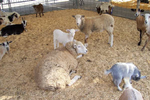 goatssheeppettingzoo.JPG