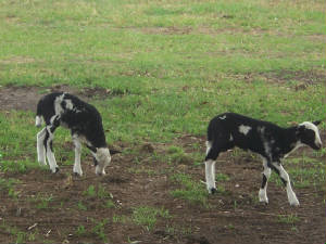 newbabylambs1.jpg