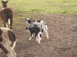 newbabylambs2.jpg