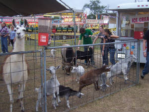 pettingzoo1fair.jpg