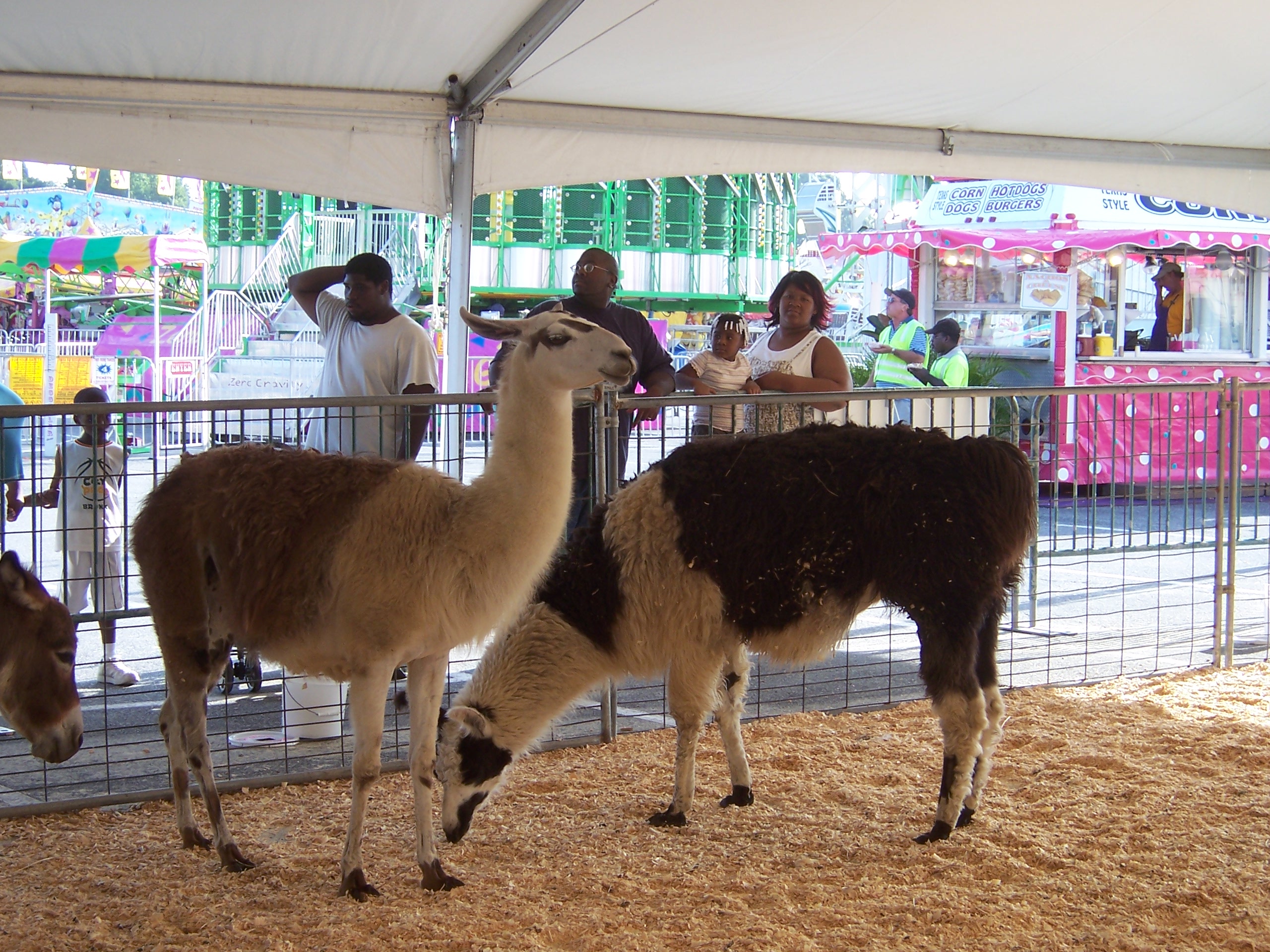 pettingzoo2.jpg