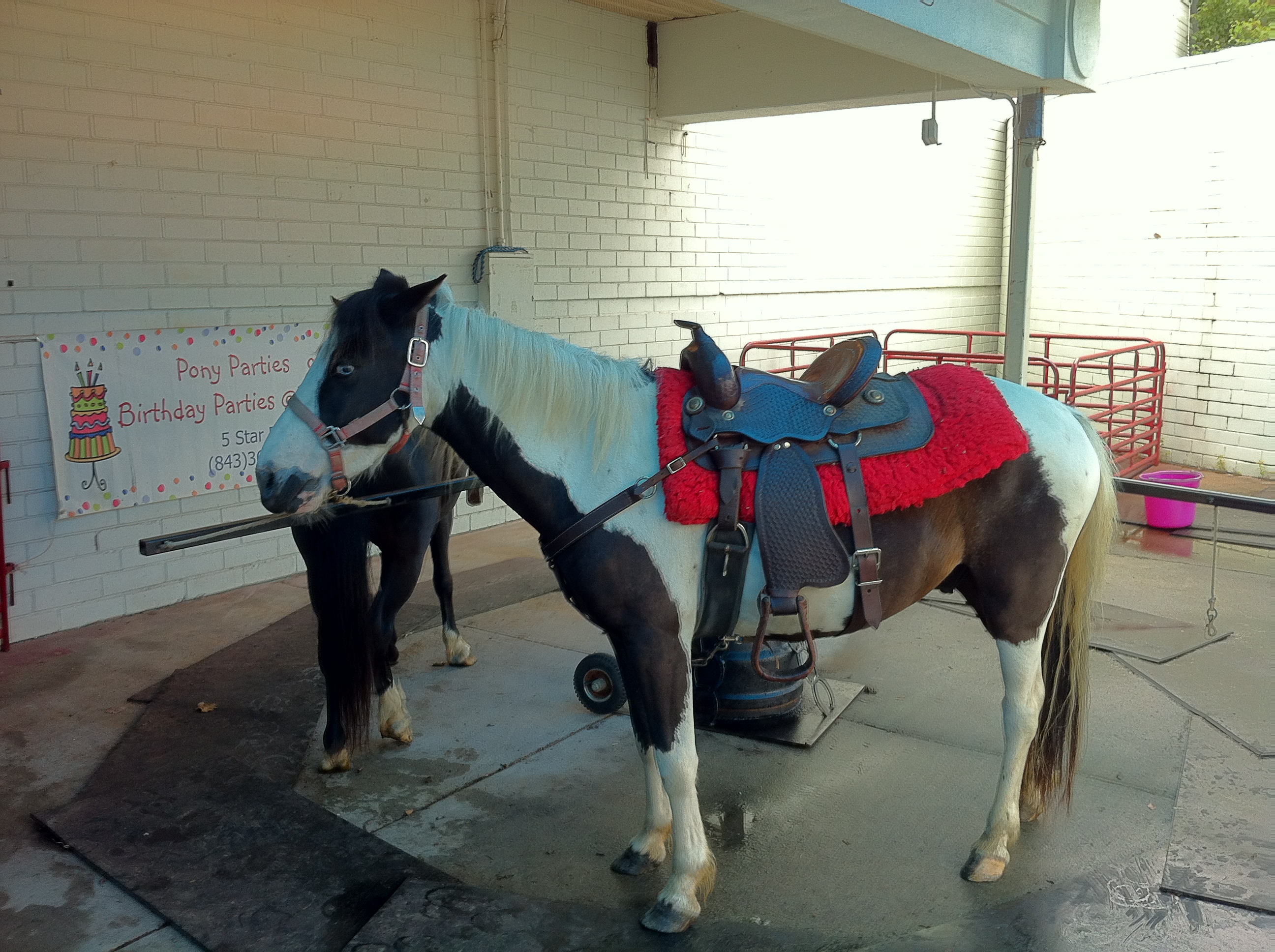 ponyridedpics/ponyrideatfleamarket.JPG