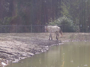 webassets/farmcottonatpond.jpg